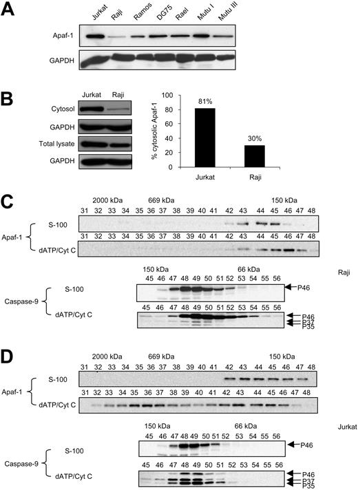 Figure 4. Defective cytosolic expression of Apaf-1 and lack of apoptosome oligomerization in BL cells. (A) Cytosolic Apaf-1 expression in Jurkat and BL cell lines. Protein (30 μg) was loaded in each lane. (B) Apaf-1 expression in total cell lysates versus cytosolic extracts. The ratio of cytosolic-total Apaf-1 was determined by densitometry. GAPDH staining is shown in panels A and B as confirmation of equal loading of protein. Results are representative of at least 3 independent experiments. (C) Defective apoptosome activation. S-100 lysates from Raji (C) and Jurkat (D) cells were incubated for 30 minutes in the presence or absence of cytochrome c and dATP and then fractionated on a Sephacryl S-300 column. Equal amounts of each fraction were resolved by SDS-PAGE, and Apaf-1 and caspase-9 were detected by immunoblotting by using specific antibodies. The pro-form (p46) of caspase-9 and the 2 subunits (p37 and p35) are indicated with arrows. The sizes of selected standards are shown at the top of each panel.