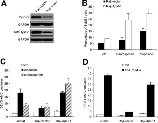 Figure 5. Stable overexpression of Apaf-1 sensitizes BL cells to cytochrome c-dependent apoptosis. (A) Apaf-1 expression in total cell lysates versus cytosolic extracts obtained from APAF1- and mock-transfected Raji cells (Raji-vector). Protein (30 μg) was loaded in each lane. Reprobing of membranes with anti-GAPDH antibodies was performed to confirm equal loading of protein. (B) Stable APAF1-(□) or mock-transfected (▪) Raji cells were treated with staurosporine or etoposide for 72 hours, and apoptosis was determined by flow cytometry. (C) Jurkat cells and APAF1- and mock-transfected Raji cells were harvested after 24 hours of treatment with etoposide (▪) or staurosporine (▨), and DEVD-AMC cleavage was determined. □ indicates control cells. (D) dATP and cytochrome c were added (▪) or not (□) to S-100 cytosols from APAF1- and mock-transfected Raji cells to initiate Apaf-1–dependent caspase-3 activation. S-100 extracts from Jurkat cells were used as a positive control. Results in panels B-D are shown as mean values ± SDs (n = 3).