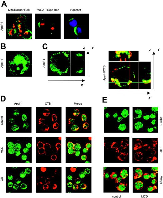 Figure 6. Plasma membrane sequestration of Apaf-1 in BL cells: mobilization by lipid raft–disrupting agents. (A) Raji cells were fixed and stained with anti–Apaf-1 antibodies followed by Alexa 488–conjugated secondary antibodies (green). Simultaneous staining of mitochondria (MitoTracker Red), Golgi (WGA-Texas Red), and nuclei (Hoechst 33342; blue) was performed, and merged confocal images are shown. The same pattern of Apaf-1 distribution was observed in 95 of 100 cells. (B) Merged image of 10 consecutive cross-sections of 1 representative Jurkat cell labeled with Apaf-1–specific antibodies. (C) Representative cross-sections of Apaf-1–labeled Raji cells are displayed in the large panels, whereas several optical sections of each cell were merged in the small panels to generate images in the x-z and y-z axes, respectively. Note the overlay between Apaf-1 (green) and the lipid raft marker, CTB (red). (D) Cytosplasmic redistribution of Apaf-1 upon disruption of the actin cytoskeleton or lipid rafts. Raji cells were incubated for 1 hour in medium alone or in the presence of MCD or CB. Cells were subsequently fixed and stained for Apaf-1 (green) and for lipid rafts, using Alexa 555–conjugated CTB (red). (E) Jurkat cells are labeled as in panel D. No apparent changes in the pattern of Apaf-1 distribution were observed upon incubation with MCD. Original magnification of all panels was × 40.
