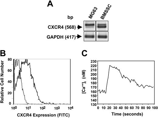Figure 4. BMSSCs express functional SDF-1 receptors. (A) RT-PCR analysis demonstrating the relative expression of CXCR4 and GAPDH transcripts in total RNA isolated from either primary BMSSC cultures or the human osteosarcoma cell line, MG63. (B) Single-cell suspensions of cultured BMSSCs were incubated with either a mouse anti–human CXCR4 antibody or the isotype-matched control antibody, 1A6.11 followed by a goat anti–mouse IgG1 FITC-conjugated antibody. A representative histogram depicts the level of cell surface expression of CXCR4 (solid line) by BMSSCs relative to the control samples (dotted line) as assessed by flow cytometric analysis. (C) The graph demonstrates the levels of intracellular calcium measured in primary BMSSC cultures over time following the addition of human recombinant SDF-1α (30 ng/mL).