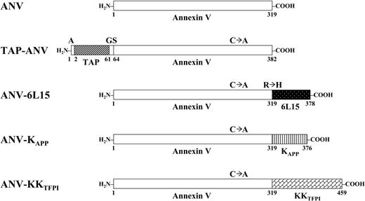 Figure 1. Schematic diagram of annexin V and its fusion products with various Kunitz-type inhibitors. ANV indicates annexin V; TAP-ANV, Ala-tick anticoagulant peptide linked to annexin V by Gly-Ser dipeptide; ANV-6L15, annexin V linked to 6L15 (a Kunitz inhibitor derived from aprotinin with high affinity for TF/VIIa); ANV-KAPP, annexin V linked to KAPP (Kunitz inhibitory domain of amyloid β-protein precursor); ANV-KKTFPI, annexin V linked to KKTFPI (TFPI residues 22 to 161 containing Kunitz-1 and Kunitz-2 domains); C → A, Cys316Ala mutation in ANV; R → H, Arg2His mutation in 6L15.