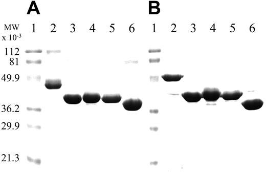 Figure 2. SDS-PAGE analysis of purified ANV and its fusion products with various Kunitz-type inhibitors. Samples were analyzed by 12% SDS-PAGE followed by Coomassie blue staining. All samples were boiled for 3 minutes without (A) or with (B) 50 mM dithiothreitol. Approximately 5 μg protein was loaded on each lane. (A-B) Lane 1, molecular weight (MW) markers; lane 2, ANV-KKTFPI; lane 3, ANV-6L15; lane 4, TAP-ANV; lane 5 ANV-KAPP; lane 6, ANV.