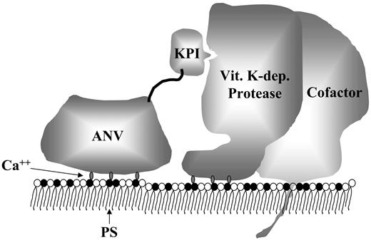 Figure 6. Model of the inhibition of a membrane-associated coagulation complex by the ANV-KPI fusion protein. The fusion protein binds to PS on the membrane surface in a Ca++-dependent manner via the ANV domain. This facilitates the binding of the KPI domain to the active site of the coagulation complex. Vit. K-dep. indicates vitamin K–dependent.