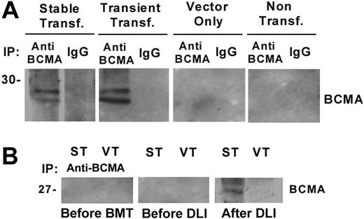 Figure 2. Western blot analysis with patient serum. (A) Western blot analysis of immune precipitates from BCMA-293 stable transfectants, BCMA-293 transient transfectants, empty vector-293, and nontransfected 293 cells. (B) Immune precipitates (IP) from BCMA-293 (ST) and vector-293 (VT) cell lysates were blotted with patient serum (1:200 dilution) obtained before BMT, before DLI, and 4 months after DLI.