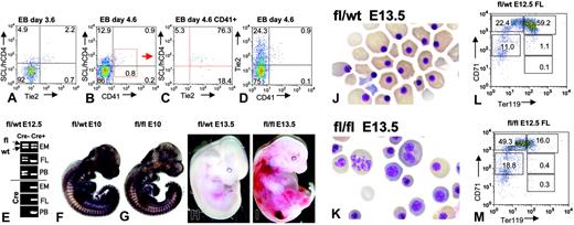 Figure 1. Inactivation of the conditionally targeted SCL gene during fetal development by Tie2Cre expression. (A-D) FACS analysis of Tie2, SCL, and CD41 expression in SCL/hCD4 ES cell–derived EBs at 3.6 (A) and 4.6 days of differentiation (B-D). Numbers indicate the percentage of cells in the gated area. Human CD4 is expressed from the endogenous SCL locus as a reporter of SCL gene activity. Panel C shows a gated CD41+ subpopulation of day 4.6 cells. (E) Two-primer genomic PCR analysis of SCLfl/wt Tie2Cre+ and SCLfl/wt Tie2Cre+ embryonic tissues. EM indicates whole embryo; FL, fetal liver; PB, peripheral blood. (F-G) CD31/PECAM whole-mount staining of vascular endothelial cells of E10.0 SCLfl/wt Tie2Cre+ and SCLfl/fl Tie2Cre+ embryos (7× and 3× original magnification, respectively, on a Leica MZ6 stereomicroscope). (H-I) E13.5 SCLfl/wt Tie2Cre+ and SCLfl/fl Tie2Cre+ embryos. (J-K) May-Grünwald-Giemsa (MGG) staining of peripheral blood cytospins from E13.5 SCLfl/wt Tie2Cre+ and SCLfl/fl Tie2Cre+ embryos (40×). (L-M) FACS analysis of erythropoiesis in SCLfl/wt Tie2Cre+ and SCLfl/fl Tie2Cre+ E12.5 fetal livers.