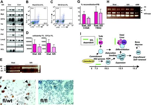Figure 2. Effect of Tie2Cre-mediated deletion of SCL gene in the development and function of definitive hematopoietic stem cells. (A) Total RNA RT-PCR analysis of E12.5 SCLfl/fl Tie2Cre- and SCLfl/fl Tie2Cre+ fetal liver cells. (B-C) FACS analysis of hematopoietic progenitors and stem cells in fetal livers of E12.5 SCLfl/wt Tie2Cre+ and SCLfl/fl Tie2Cre+ fetuses. (D) Total cellularity and hematopoietic colony-forming potential in SCLfl/wt Tie2Cre+ and SCLfl/fl Tie2Cre+ E12.5 fetal livers (experiments: n = 3; embryos fl/wt: n = 5; embryos fl/fl: n = 6; cellularity: P < .08; CFC: P < .05; t test). Data are presented as means and standard deviations. (E) Single-colony 3-primer PCR analysis of SCL gene excision in SCLfl/wt Tie2Cre+ and SCLfl/fl Tie2Cre+ E12.5 fetal liver–derived colonies. (F) Acetylcholinesterase staining of SCLfl/wt Tie2Cre+ and SCLfl/fl Tie2Cre+ fetal liver cultures 10×. Data are presented as means and standard deviations. (G) Percentage contribution of fetal liver–derived CD45+ cells in the peripheral blood of lethally irradiated recipients at 3 to 4 weeks and more than 5 months after transplantation (experiments: n = 3; donor embryos: n = 6 per genotype; recipients: n = 17 per genotype; P value at 3 to 4 weeks < .01; P value at more than 5 months > .25; t test). Data are presented as means and standard deviations. (H) Three-primer PCR analysis of SCL gene excision in peripheral blood from recipient animals, 5 months after transplantation with E12.5 SCLfl/wt Tie2Cre+ and SCLfl/fl Tie2Cre+ E12.5 fetal liver cells. Note that the wt band in recipients that received fl/fl fetal liver cells is derived from support BM cells. sBM indicates recipients that received support BM only. (I) SCL is vital for the commitment of mesoderm to the hematopoietic lineage, but thereafter is no longer essential for the establishment of the LTR-HSC pool in the fetal liver. Yet SCL is required for proper differentiation of primitive and definitive erythroid (E) cells and megakaryocytes (Me) in the yolk sac and the fetal liver.