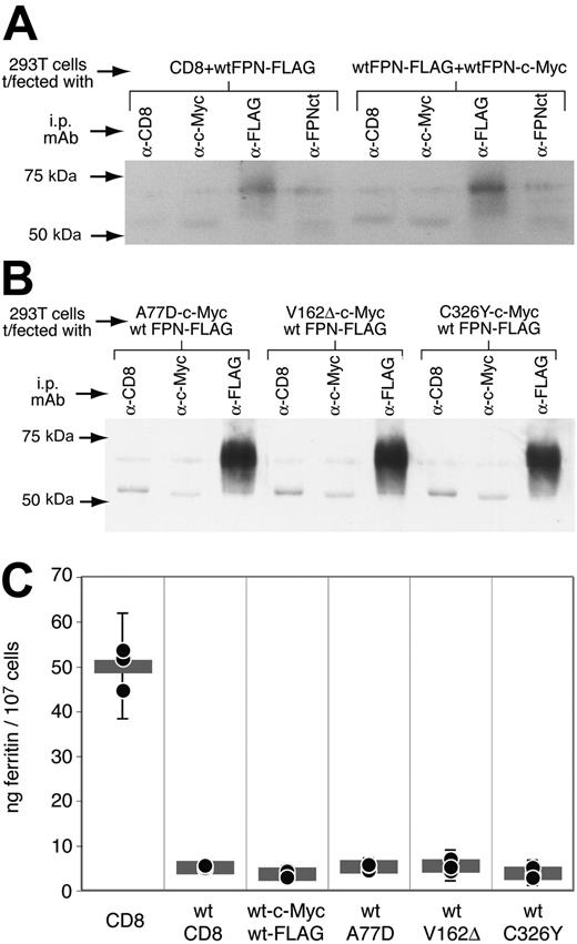 Figure 4. Mutant FPNs do not coimmunoprecipitate with or affect the function of wtFPN. (A-B) 293T cells were doubly transfected with wtFPN-FLAG and either CD8, wtFPN–c-Myc, or mutant FPN–c-Myc as shown. Cells were lysed and immunoprecipitated (i.p.) with anti-CD8 (negative control), anti–c-Myc, anti-FLAG, or anti-FPNct. The precipitates were run on a gel, blotted onto membrane, and probed with anti–FLAG-HRP conjugate. Panel A shows cells transfected with CD8 and wtFPN-FLAG and cells transfected with wtFPN–c-Myc and wtFPN-FLAG. In both cases, precipitation with anti-FLAG results in a ferroportin band at around 70 kDa, revealed by probing the membrane with anti–FLAG-HRP. A much fainter band of the same size is precipitated by the anti-FPN polyclonal antisera. The same pattern of bands is seen when wtFPN-FLAG is coexpressed with c-Myc–tagged FPN mutants A77D, V162Δ, and C326Y (B). In each case no anti-FLAG reactive 70-kDa band is precipitated by anti–c-Myc, so that panel A indicates the wtFPN molecule does not form multimers, and panel B indicates that mutant FPNs also do not bind wtFPN. (C) 293T cells transfected with either CD8 alone, wtFPN-FLAG alone, or wtFPN-FLAG and mutant FPN–c-Myc together were lysed and tested for ferritin by ELISA as for Figure 1, except that this time no Tf was present in the media. Graph shows individual (•) and mean (horizontal bars) values for ferritin in ng/107 cells. Error bars depict ± 95% CI. As before, cells expressing wtFPN have reduced ferritin compared with control transfectants expressing CD8. Cells expressing wtFPN along with FPN mutants A77D, V162Δ, and C326Y have a similar reduction in ferritin compared with wtFPN alone, indicating that the mutant FPNs do not interfere with the ability of wtFPN to make cells iron deficient.
