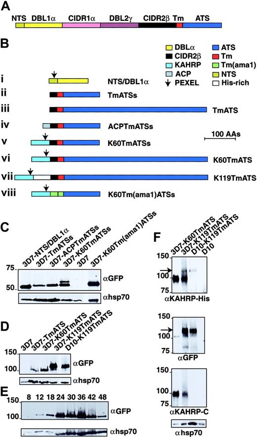 Figure 1. PfEMP1 structure and chimeric proteins expressed in P falciparum. (A) PfEMP1 has a putative Tm region (Tm; red segment) followed by a conserved acidic terminal segment (ATS; dark blue). The extracellular domain is variable in sequence and size but assembled from 3 main building blocks: NTS (N-terminal segment; dark yellow), DBL (Duffy-binding–like) domain (yellow and purple segments), and CIDR (cysteine-rich interdomain region; pink and black segments). Sizes of each domain are not to scale. (B) Structures of the proteins expressed from plasmid constructs. The color of each domain is the same as in panel A. All are chimeric proteins with GFP at the C-terminus. (i) NTS and DBL1α. (ii) Twenty amino acids (AAs) of CIDR2β, PfEMP1 Tm, and 113 amino acids of ATS (ATSs). (iii) The CIDR2β fragment, PfEMP1 Tm, and 447 amino acids of ATS. (iv) The signal peptide of ACP (amino acids 1-20; gray segment), the CIDR2β fragment, PfEMP1 Tm, and ATSs. (v) The first 60 amino acids of KAHRP (light blue), the CIDR2β fragment, PfEMP1 Tm, and ATSs. (vi) KAHRP1-60, CIDR2β fragment, PfEMP1 Tm, and full-length ATS. (vii) KAHRP1-119 including the His-rich domain, CIDR2β domain, PfEMP1 Tm, and full-length ATS. (viii) KAHRP1-60, 20 amino acids of the AMA1 exodomain (green), AMA1 Tm, and ATSs. The arrow shows the position of the PEXEL in each construct. (C) Transgene expression of GFP chimeric proteins in P falciparum transfected with the PfEMP1 constructs. The 3D7-NTS/DBL1α, 3D7-TmATSs, 3D7-ACPTmATSs, 3D7-K60TmATSs, 3D7, and 3D7-K60Tm(ama1)ATSs were subjected to Western analysis and probed with αGFP antibody. The top band in 3D7-K60TmATSs may represent full-length chimeric protein before cleavage of the KAHRP signal peptide. Shown below is the same blot probed with αhsp70 antibodies. (D) The 3D7, 3D7-TmATS, 3D7-K60TmATS, and 3D7-K119TmATS were probed with αGFP antibody. Shown below is the same blot probed with αhsp70 antibodies. (E) The 3D7-K119TmATS parasites were synchronized and samples were taken at various intervals after invasion. Shown below is the same blot probed with αhsp70 antibodies. (F) The 3D7-K60TmATS, 3D7-K119TmATS, D10-K119TmATS, and D10 parasitized RBCs were probed with αKAHRP-His, αGFP, αKAHRP-C (3′ repeat region of C-terminus), and αhsp70 antibodies. The arrow indicates the 120-kDa K119-TmATS-GFP protein.