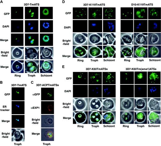 Figure 2. Expression of PfEMP1-GFP chimeras in P falciparum–infected RBCs. (A) Fluorescence images of 3D7-TmATS at different stages. The first row represents the GFP fluorescence; second row, the DAPI (4,6 diamidino-2-phenylindole)–stained nuclei; third row, an overlay of the GFP and DAPI images; fourth row, the bright-field images; last row, overlays of all 3 images. (B) ER localization of GFP fluorescence in 3D7-TmATS transfectants. First panel, GFP fluorescence; second panel, ER tracker fluorescence; third panel, overlay of GFP and ER tracker fluorescence; fourth panel, bright-field images. (C) Immunofluorescence imaging of fixed 3D7-ACPTmATSs transfectants. First row, αGFP; second row, αEXP1; third row, bright-field image; fourth row, overlay of all images. (D-E) Expression of K119TmATS-GFP, K60TmATSs-GFP, and K60Tm(ama1)ATSs-GFP proteins. All images represent live parasites of the 3D7 or D10 strains collected at ring, trophozoite (Troph), and schizont stages during the 48-hour asexual life cycle and were stained with DAPI. First row, GFP fluorescence; second row, DAPI; third row, bright-field images; fourth row, overlay of GFP fluorescence and bright-field image. DNA in early ring stages did not stain with DAPI; only nuclei of parasites more than 12 hours past invasion were visible after DAPI staining.