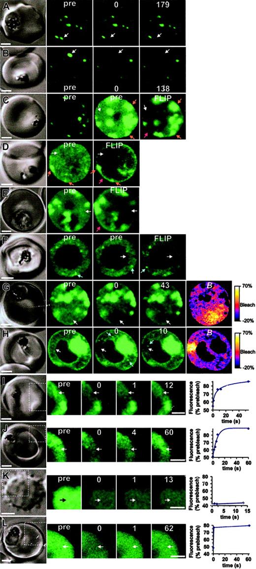 Figure 6. The molecular organization of GFP chimeras. The dynamics of K119TmATS-GFP (A-J) expressed in 3D7 (left panels) or D10 (right panels) was compared with that of KAHRP1-119-GFP in 3D7 transfectants (L) and fluorescein-BSA in resealed RBCs (K). In each case, the first panel shows the differential interference contrast image. The fluorescence images (green) comprise prebleach (pre) and postbleach images at the times (s) indicated following the bleach pulse. (The first postbleach image is defined as zero time.) The position of the bleach pulse is indicated by white arrows. In some images of D10 transfectants, bright “particles” that move position between successive images are marked with blue arrows. Scale bars = 2 μm. Panels A and B show bleaching of Maurer cleft–associated K119TmATS-GFP with 100- and 200-ms bleach pulses, respectively. Panels C-F show FLIP measurements of K119TmATS-GFP where the region indicated by the arrow was subjected to 5 or ten 1- to 2-second bleach pulses separated by 10 to 20 seconds. The 2 prebleach images shown for the cell in panel C were taken at different photomultiplier gains to illustrate the faint nature of the fluorescence associated with the RBC cytosol. Note that the FLIP images have had their brightness and contrast enhanced relative to the prebleach images to permit direct comparisons. Panels G and H illustrate the localized nature of bleaching of RBC cytosol obtained with 0.5- and 1.0-second bleach pulses, respectively, and subsequent recovery. The B image was calculated from the prebleach and postbleach images. Panels I and J show photobleaching measurements of K119TmATS-GFP, illustrating recovery on a time scale of 5 to 10 seconds. Panel K shows photobleaching of a resealed ghost containing fluorescein-BSA with a bleach pulse of 25 ms, indicating very rapid diffusion. Panel L shows photobleaching of a 3D7-KAHRP1-119-GFP with a bleach pulse of 1 second and recovery on a time scale of a few hundred milliseconds. In the case of panels I-L, only the regions indicated by the dotted lines in the differential interference contrast (DIC) image were imaged in the photobleaching measurements. The graphs shown in panels I-L show the temporal dependence of fluorescence intensity in the bleached region following the bleach event, relative to prebleach intensity.