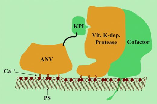 Model of the inhibition of a membrane-associated coagulation complex by the annexin V–Kunitz type protease inhibitor (ANV-KPI) fusion protein. See the complete figure in the article beginning on page 3902.