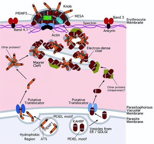 Model of PfEMP1 trafficking to the surface of P falciparum–parasitized erythrocytes. PfEMP1 and KAHRP carry protein export element (PEXEL) motifs that enable them to traverse the PVM, perhaps in association with specific translocases or helper proteins. In knobs, KAHRP binds the ATS of PfEMP1 and ties it to actin-spectrin-band 4.1 in the cytoskeleton. 5