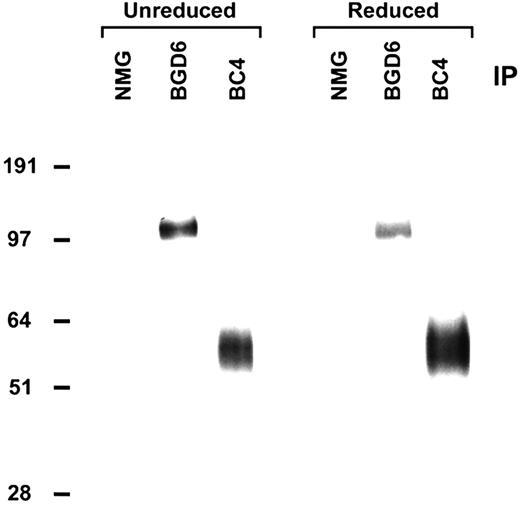 Figure 1. mAb-BGD6 immunoprecipitates an approximately 110-kDa protein under both reduced and nonreduced conditions. RBL-2H3 cells were surface labeled with biotin and immunoprecipitated (IP) with Sepharose beads coupled with NMG, mAb-BGD6, or the anti-FcϵRI mAb-BC4. After extensive washing the immunoprecipitated proteins were detected by blotting with HRP-streptavidin. The 110-kDa protein immunoprecipitated by mAb-BGD6 is distinct from the α subunit of FcϵRI immunoprecipitated by mAb-BC4.