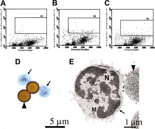 Figure 2. A pure population of AA4-/BGD6+ mast cells can be isolated from the mast cells present in bone marrow. The AA4-/BGD6+ mast cells are a homogeneous population of cells. Cells representative of the freshly isolated AA4-/BGD6+ cell population are shown here. In this representative experiment from 12 experiments, the flow profiles show that the AA4+ cells constitute 2.58% of the cells in the bone marrow while the BGD6+ cells make up 2.51% of the cells in the bone marrow. R1 indicates gated area. (A) Bone marrow cells labeled with mouse IgG-FITC. (B) Bone marrow cells labeled with mAb-AA4–FITC. (C) Bone marrow cells labeled with mAb-BGD6–FITC. (D) These undifferentiated cells have large nuclei and little cytoplasm (arrows). Cells were stained with toluidine blue (arrowhead, mAb-BGD6–conjugated magnetic bead); magnification, × 2000. Image was collected with an Olympus BX50 microscope (Olympus America) equipped with a 60× UPLANFL objective (N.A. 1.25). (E) By electron microscopy, these cells (arrow) have a large concave nucleus (N), little cytoplasm, and no cytoplasmic granules (M indicates mitochondria; arrowhead, mAb-BGD6–conjugated magnetic bead); magnification, × 6600.