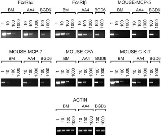 Figure 3. By semiquantitative RT-PCR, freshly isolated AA4-/BGD6+ mast cells contain message for the α and β subunits of FcϵRI, mast cell–specific proteases, and carboxypeptidase A. The cDNA prepared from the same number of either total bone marrow cells (BM) or cells bound to mAb-AA4 beads (AA4) or cells bound to mAb-BGD6 beads after clearing with mAb-AA4 beads (BGD6) was serially diluted as indicated and amplified. The products were analyzed on 2.5% agarose gels. The RT-PCR confirms that the cells isolated from the bone marrow with mAb-AA4 beads are mast cells and that the undifferentiated mast cells (BGD6) contain message for FcϵRI, mast cell–specific proteases, and c-kit. FcϵRIα indicates α subunit of the high-affinity IgE receptor; FcϵRIβ, β subunit of the high-affinity IgE receptor; mouse-MCP-5, mouse mast cell protease-5; mouse-MCP-7, mouse mast cell protease-7; mouse-CPA, mouse carboxypeptidase A.