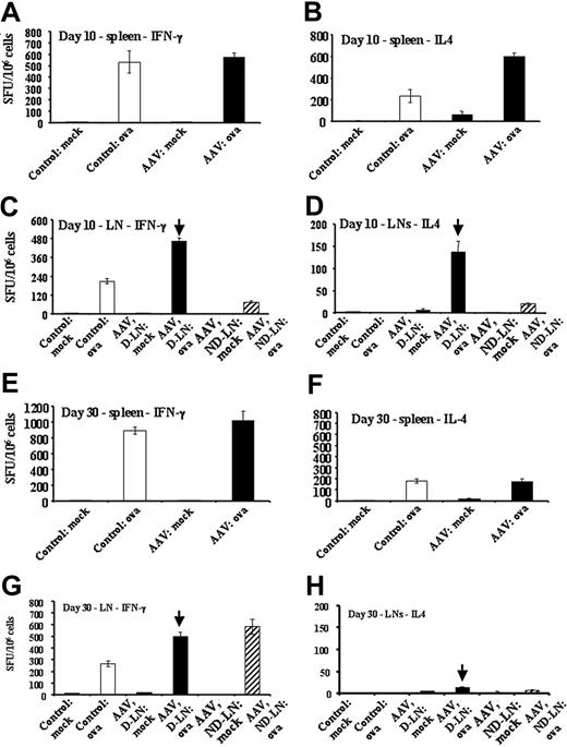 Figure 5. Quantitation of OVA-specific cytokine responses in DO11.10 TCR transgenic BALB/c mice by ELISPOT. Mice were naive controls or had been injected intramuscularly with AAV-CMV-OVA vector (3 × 1012 vg/animal). Panels A, C, E, and G show numbers of IFN-γ–secreting cells as spot-forming units (SFUs) per 106 cells after mock or OVA stimulation. Panels B, D, F, and H show numbers of IL-4–secreting cells as SFUs per 106 cells after mock or OVA stimulation. (A-B) Splenocytes, day 10 after gene transfer. (C-D) LN cells, day 10. (E-F) Splenocytes, day 30. (G-H) LN cells, day 30 after gene transfer. LNs were inguinal and popliteal LNs. D-LN indicates draining LNs of vector-injected leg muscle; ND-LN, nondraining LNs of noninjected contralateral leg. Results from D-LNs are marked by vertical arrow. All ELISPOT cultures were set up in quadruplicate. Spleens from each animal were processed and analyzed individually. LN cells were pooled for experimental groups (5 animals/group). Results are average of quadruplicate measurement ± SD.