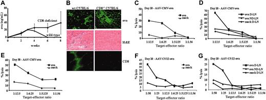 Figure 6. Muscle-directed AAV-OVA gene transfer in C57BL/6 mice. (A) Systemic OVA levels as a function of time after intramuscular injection of AAV-CMV-OVA vector (1 × 1012 vg/animal) in wild-type (♦) or CD8-deficient (▪) C57BL/6 mice (4/group). (B) Analysis of muscle sections (day 21 after gene transfer). Panels in left column are from wild-type mice; panels in right column are from CD8-deficient mice. Shown are immunofluorescence stain for OVA expression (top row, green stain, FITC label), hematoxylin and eosin stain (middle row), and immunofluorescence stain for CD8 (green stain, FITC label, bottom row). (C-F) In vitro assay for cytotoxic T-lymphocyte responses to OVA in wild-type C57BL/6 mice. Shown are percentage lysis of MHC I-compatible, OVA-expressing E.G7-OVA target cells (ova; ▪) and EL-4 mock targets (mock; ♦) as a function of effector-target cell ratio. (C,E) Effector cells were splenocytes from mice 10 or 30 days after intramuscular administration of 1 × 1012 vg AAV-CMV-OVA. (D) Effector cells were LN cells (draining, D-LN, or nondraining, ND-LN) from mice 10 days after intramuscular administration of 1 × 1012 vg AAV-CMV-OVA. (F-G) Effector cells were splenocytes (F) or LN cells (G) from mice 10 days after intramuscular administration of AAV-C5/12-OVA vector.