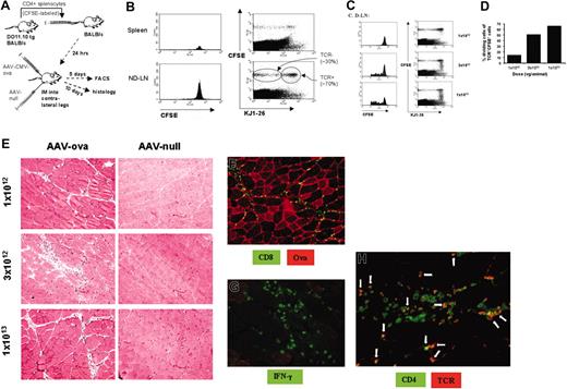 Figure 7. Gene transfer into BALB/c mice that had received adoptive transfer of CFSE-labeled CD4+ splenocytes from 4 DO11.10 TCR mice. (A) Experimental strategy. Mice were injected intramuscularly with equal doses of AAV-CMV-OVA and AAV-null vector into contralateral legs 24 hours after adoptive T-cell transfer. (B) Flow cytometry to detect CFSE-stained cells (histograms, left column) and CFSE and KJ1-26 (DO11.10 TCR expression) dual-stained cells (scatter graphs, right column) in spleens (top row) and nondraining LNs (ND-LN, ie, LNs of AAV-null injected leg; bottom row). Note that about 70% of CFSE+ cells were TCR+, and about 30% of CFSE+ cells were TCR-. Analysis shown here was done 5 days after injection of 1 × 1013 vg/leg. Each graph represents pooled cells from experimental animals. (C) Flow cytometry to detect CFSE-stained cells (histograms, left column) and CFSE and KJ1-26 (DO11.10 TCR expression) dual-stained cells (scatter graphs, right column) in LNs draining AAV-CMV-OVA–injected leg (D-LN) as a function of vector dose 5 days after gene transfer. Note a vector dose-dependent increase in cells with decreased CFSE fluorescence intensity indicating in vivo proliferation of TCR+ cells. (D) Estimate of percentage TCR+ cells that had undergone cell division in the draining LNs as a function of vector dose. (E) Hematoxylin and eosin stain of muscle tissue 10 days after AAV-CMV-OVA (left column) or AAV-null (right column) administration. Shown are representative sections for the 3 different vector doses. AAV-CMV-OVA–transduced muscle was also analyzed (day 10) for OVA expression and CD8+ cellular infiltrate (F), for infiltrate of IFN-γ–expressing cells (G), and for CD4+ and DO11.10 TCR+ cellular infiltrate (H). Arrows in panel H depict examples of CD4+TCR+ dual positive cells (yellow to orange color). Original magnification, × 100 (E-F), × 200 (G), and × 400 (H).