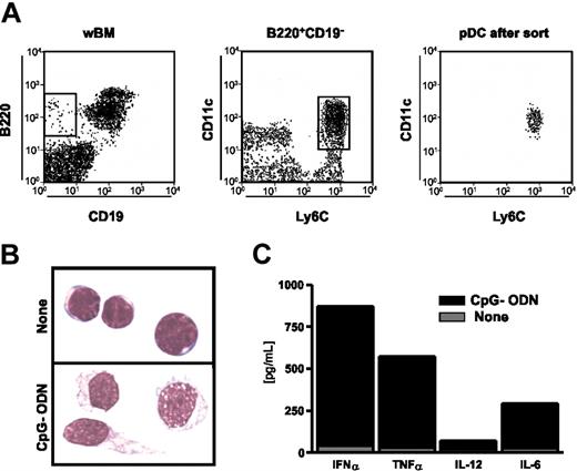 Figure 1. B220+CD19-Ly-6C+CD11cLo cells in bone marrow are functional pDCs. (A, left) Whole bone marrow (wBM) from BALB/c mice was stained for CD45R/B220, Ly-6C, CD19, and CD11c. The B220+CD19- population, gated with an open box, was further resolved and sorted according to CD11c and Ly-6C expression (middle). (Right) Purity of sorted cells. (B) The sorted B220+CD19-Ly-6C+CD11cLo cells were stimulated with CpG-ODNs for 12 hours, and their morphology was assessed by May-Grünwald-Giemsa staining. (Top) Unstimulated cells; (bottom) stimulated cells. (C) Culture supernatants were analyzed for cytokine levels by ELISA after stimulation with CpG-ODNs (▪) or not (▦). These results are representative of those obtained in 4 independent experiments.