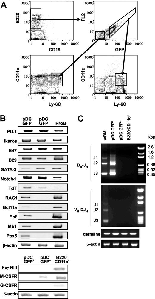 Figure 6. A category of pDCs residing in bone marrow expresses low levels of RAG1, as well as B-lineage–associated genes, and undergoes DH-JH rearrangements. (A) An uncompensated 2-parameter procedure was used to discriminate and sort GFP+ and GFP- subsets of CD45R/B220+CD19--enriched cells from BM of RAG1/GFP knock-in mice. The purified populations were then stained with Ly-6C and CD11c. The boxes in the bottom 2 histograms indicate gates used for an additional sorting of B220+CD19-Ly-6C+CD11cLoGFP+ and B220+CD19-Ly-6C+CD11cLoGFP- pDC subsets. (B) RT-PCR analyses of the indicated genes were performed with cDNA prepared from these 2 sorted subsets and compared with B220+CD19+ CD43+CD24+ pro-B/large pre-B cells or to B220-CD11c+ DCs, while β-actin was used as a loading control. (C) Genomic DNA from these same fractions was evaluated for Ig DHJH and VH-DJH rearrangements and germ-line loci by PCR. Specific products with the expected sizes are labeled with respect to rearrangement to J1, J2, or J3. Alpha actin was used as a control for genome representation.