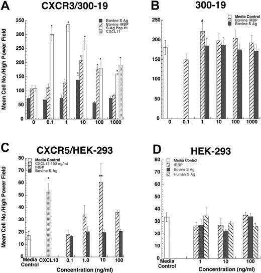 Figure 4. CXCR3-transfected 300-19 cells migrate to both IRBP and S-Ag. Various concentrations of S-Ag or IRBP placed in the lower well of a micro-Boyden chemotaxis chamber. (A-B) Parental 300-19 or CXCR3-expressing 300-19 cells were placed in the upper wells of a micro-Boyden chamber. The mean number of migrating cells and corresponding standard deviation are graphed on the y-axis while ligand concentrations are shown on the x-axis. ▪ represents bovine S-Ag; ▨, IRBP; ▦, CXCL11; and □, 1-20 aa S-Ag peptide (A) or media control (B). *StatView Student t with P ≤ .0001 for maximum chemotactic responses vs “0” control; #P not significantly different from control. n = 3. (C-D) CXCR5-transfected HEK-293 cells migrate to IRBP. Various concentration of S-Ag or IRBP placed in the lower well of a micro-Boyden chemotaxis chamber. Parental human embryonic kidney cells (HEK-293) or CXCR5-expressing HEK cells were placed in the upper wells of a micro-Boyden chamber. The mean number of migrating cells and corresponding standard deviation are graphed on the y-axis while ligand concentrations are shown on the x-axis. ▪ represents bovine S-Ag; ▧, human S-Ag; ▨, IRBP; ▦, CXCL13; and □, media control. *StatView Student t with P ≤ .0001 for maximum chemotactic responses vs. “0” control; **P ≤ .005. n = 3.