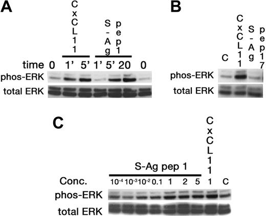 Figure 5. Activation of ERK-2 by S-Ag peptide 1. Western blotting was used to show that in a time-dependent manner the chemoattractant 1-20 aa S-Ag peptide, labeled S-Ag pep1, induced increased ERK phosphorylation, with a maximum response observed at 20 minutes (A). Further, a non-chemoattractant S-Ag peptide corresponding to aa 171-190 did not induce ERK phosphorylation (B), even when 5μg/mL of peptide were used for a 20-minute stimulation. Finally, ERK activation by S-Ag pep 1 was dose dependent, with increased phosphorylation observed from 100 ng/mL and to 5 μg/mL (C).