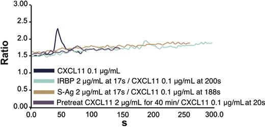 Figure 6. Blockade of CXCR3-expressing 300-19 cell calcium mobilization by prior treatment with IRBP or S-Ag. CXCR3-expressing cells were stimulated with CXCL11 at 0.1 μg/mL and showed calcium mobilization (navy blue line). However, neither S-Ag (brown line) nor IRBP (green line) alone induced calcium mobilization of CXCR3-expressing cells and blocked CXCL11-induced calcium flux. Pretreatment of cells with CXCL11 blocked subsequent CXCL11-induced calcium mobilization (purple line).