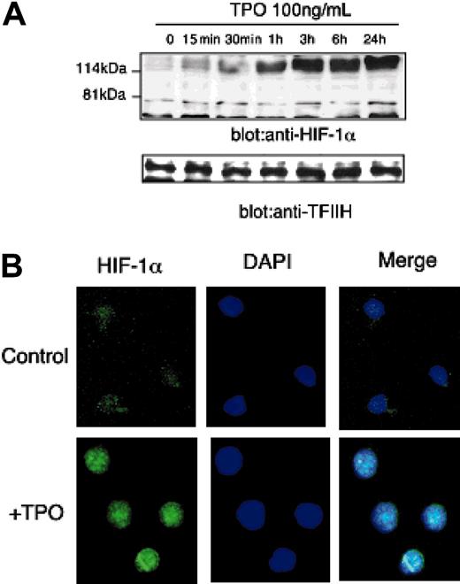 Figure 3. TPO increases HIF-1α expression. (A) After 24 hours of growth factor deprivation, UT-7/TPO cells were stimulated with 100 ng/mL hTPO for various time periods, nuclear extracts were prepared, and HIF-1α levels were analyzed by Western blotting. For an internal control, the membranes were reprobed with an anti-TFIIH antibody. (B) Bone marrow cells were prepared from BDF-1 mice and sca-1+/c-kit+/Gr-1- cells were selected by cell sorting. The cells were cultured with or without 100 ng/mL hTPO for 24 hours; the cells were then fixed and stained with an anti-HIF-1α primary antibody and an Alexa488-conjugated secondary antibody (green). Cells were counterstained with DAPI (4,6 diamidino-2-phenylindole) to visualize nuclear DNA (blue). An example of the predominant staining pattern is shown. Images were obtained with a Leica DMLS microscope system (Wetzlar, Germany). Immunofluorescent images were obtained using SPOT RT software (Diagnostic Instruments, Sterling Heights, MI). The objective lens used was a Leica N plan, 40×/0.65; the camera used was Diagnostic Instruments, model 2.2.1 (Diagnostic Instruments).