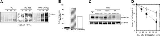 Figure 5. TPO controls HIF-1α protein stability. (A) UT-7/TPO cells were starved for 24 hours and then treated with 100 ng/mL hTPO, 5 μM MG-132, or TPO plus MG-132 for the indicated time periods. Nuclear extracts were prepared and HIF-1α expression was analyzed by Western blotting. The position of ubiquitinated forms of HIF-1α is indicated. (B) The film was subjected to densitometric analysis and the proportion of ubiquitinated to total of HIF-1α at 6 hours was calculated. ▪ indicates TPO; ▨, MG-132; and □, both. (C) UT-7/TPO cells were starved for 24 hours and stimulated with 100 ng/mL hTPO for 3 hours. CHX (500 μM) was then added and the cells cultured with or without hTPO for the additional time periods indicated. Nuclear extracts were then prepared and HIF-1α levels were analyzed by Western blotting. (D) The film was subjected to densitometric analysis and HIF-1α levels were plotted. Each point shows an average ± SD of 3 experiments. The half-life of HIF-1α was calculated by Kaleida Graph software (Synergy Software, Reading, PA). *P < .05.