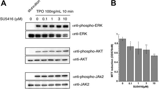 Figure 6. SU5416 blocks the TPO-dependent growth of UT-7/TPO cells but not TPO signaling. (A) After 24 hours of growth factor deprivation, UT-7/TPO cells were pretreated with the indicated concentration of SU5416 for 1 hour and then stimulated with 100 ng/mL hTPO for 10 minutes. Whole-cell lysates were prepared and activation of ERK, Akt, and Jak2 was analyzed by Western blotting with antibodies specific for the phosphorylated (activated) form of each protein. As controls, the membranes were reprobed with antibodies for the total level of each protein. (B). UT-7/TPO cells were placed in culture with 10 ng/mL hTPO and the indicated concentrations of SU5416. After 72 hours in culture, cell proliferation was assessed by a methylthiotetrazole (MTT) assay; *P < .05, **P < .01 versus no SU5416.