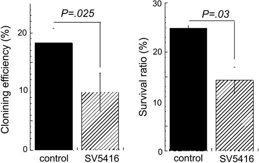 Figure 7. SU5416 inhibits TPO-dependent growth and survival of immature HSCs. Sca-1+/c-kit+/Gr-1- cells were purified from murine bone marrow and single-cell cultures were performed in the presence of 100 ng/mL hTPO with (▨) or without (▪)1 μM SU5416. The number of cells in each well was monitored daily. The columns show the percentage of single cells that divided at least once within the 7-day culture period (left panel) and the percentage of wells that contain at least one cell on day 7 (right panel). Each column represents the average ± SD of 3 independent experiments.