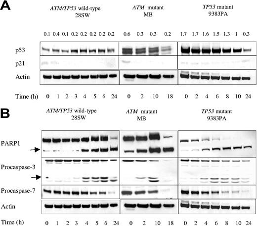 Figure 4. Effect of CYC202 on protein expression in B-CLL. (A) Western blotting showing effects of incubation with 5 μg/mL CYC202 on the expression of p21WAF and p53 proteins in representative ATM/TP53 wild-type, ATM mutant, and TP53 mutant B-CLL cells. p53-actin ratio was determined by densitometry and is given above the Western blot. (B) Effect of the same treatment on the cleavage of PARP1, procaspase-3, and procaspase-7. Arrows indicate cleaved products of PARP1 and caspase-3. ATM/TP53 wild-type cells were treated with CYC202 for 0, 1, 2, 3, 4, 5, 6, and 24 hours; ATM mutant cells, for 0, 2, 10, and 18 hours; and TP53 mutant cells, for 0, 2, 4, 6, 8, 10, and 24 hours. Actin was used as a loading control.
