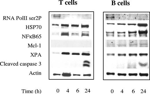 Figure 6. Effect of CYC202 on protein levels in normal T and B lymphocytes. Western blotting showing the levels of phosphorylated RNA pol II and proteins NFκB, HSP70, Mcl-1, XPA, cleaved caspases-3, and actin in pooled normal T and B lymphocytes following incubation with CYC202 for various lengths of time up to 24 hours.