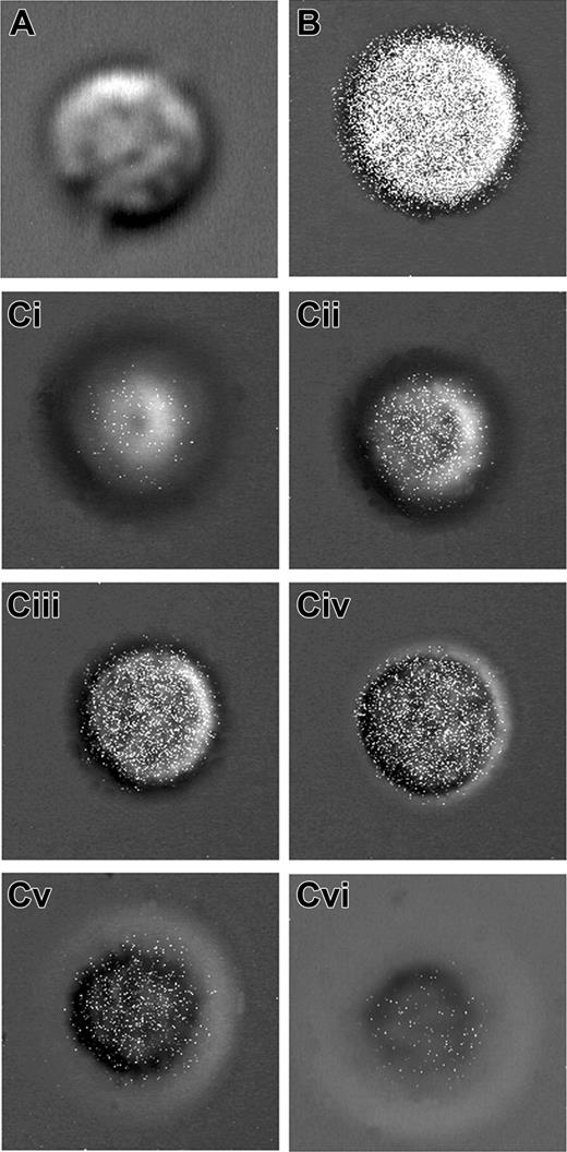 Figure 5. The β3 palmitoylated peptide pRKEFAKFEEER but not the nonpalmitoylated version RKEFAKFEEER is platelet permeable. (A) A confocal projection image composed of optical slice images of a single representative normal platelet treated with the FITC-derivatized, nonpalmitoylated peptide RKEFAKFEEE. Images of optical slices of the platelet treated with this peptide revealed no label (not shown). (B) A confocal projection image composed of the optical slice images of single representative normal human platelet treated with the FITC-derivatized, palmitoylated peptide pRKEFAKFEEER. (C) Six representative noncontiguous consecutive optical slice images of this platelet are labeled i-vi. (i) An image of the ventral surface; (ii-v) images of the interior of the platelets; (vi) an image of the dorsal surface of the platelet. The white points in the images represent the FITC fluorescence. These images demonstrate that palmitoylated RKEFAKFEEER, but not nonpalmitoylated RKEFAKFEEER, is platelet permeable and therefore can enter the platelets and reside in their interior.