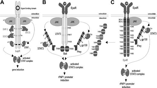 Figure 1. Schematic representation of the MAPPIT and relay MAPPIT principle. (A) JAK/STAT pathway. Stimulation of the leptin receptor (LR) by its ligand leads to activation of the associated JAK2 kinases and subsequent phosphorylation of the tyrosines of the LR by the JAKs. Several proteins including STAT3 are recruited to these phospho-tyrosine motifs leading to phosphorylation of STAT3 and its migration to the nucleus, where STAT3 will induce specific gene transcription. (B) Principle of MAPPIT. Ligand-induced activation of the leptin receptor-associated JAK kinases puts the receptor complex in a “stand-by” mode without induction of detectable reporter activity. No STAT3 recruitment and activation can occur due to the Y1138F mutation in the cytosolic domain of the leptin receptor. The only possible tyrosine phosphorylation site on the chimeric receptor is the C-terminal bait, which contains a part of the intracellular domain of the EpoR. Complementation is induced on a cognate bait-prey interaction, which leads to recruitment of the C-terminal part of gp130, containing 4 functional STAT3 recruitment sites. Subsequent ligand-dependent STAT3 phosphorylation and activation induces luciferase activity under control of the rPAP1 promoter. Hinge regions preceding the prey and bait provide additional flexibility in the chimeric polypeptides. (C) Principle of relay MAPPIT. Because the EpoR is a STAT5-dependent receptor, STAT3 activation can only occur via a cognate bait-prey interaction and recruitment via the STAT3-binding sites of the gp130 chain of the prey. Read-out is again based on the induction of luciferase activity under control of the rPAP1 promoter.