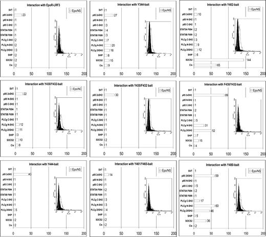 Figure 2. Detection of bait-prey interactions with the different EpoR motifs. Isogenic populations of Hek293-Flp-In cells were selected expressing the different EpoR-derived tyrosine motifs as bait. FACS analysis (inset) shows the expression of the different chimeric bait receptors. Filled curves represent the parental cell line; open lines, the isogenic cell population stably expressing the chimeric bait receptor. Prey constructs are indicated at the left of each panel. These preys consist of the full-length or SH2 domains of signaling proteins that are fused to the C-terminal part of gp130. Hek293-Flp-In cells, stably expressing a single bait, were transiently cotransfected with the pXP2d2-rPAP1-luci and a prey construct as indicated. The full-length SV40T prey was used as a negative control; the PI3-K p85(2 × SH2) prey served as the positive control. This prey interacts with the LR-F3 domain as shown in the upper left panel. After transfections, cells were stimulated with Epo or were left untreated (NS, not stimulated). Average values for relative luciferase activities (x-fold increase, luciferase values obtained from stimulated cells with respect to values derived from untreated cells) are shown. The values obtained with the SV40T prey and the Y344 and Y402 bait were, respectively, 5- and 2-fold, due to a weak, direct interaction of STAT3 with these pY motifs. The values shown are normalized for this background. Representative experiments from at least 3 are shown in each case.