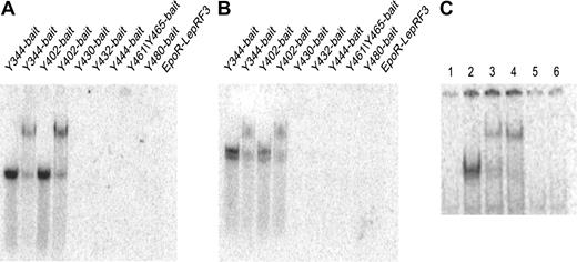 Figure 3. DNA-binding activity of STAT5b and STAT5b preys in Hek293-Flp-In cells detected by EMSA. EMSA experiments using a STAT5 probe derived from the β-casein promoter and nuclear extracts of Hek293-Flp-In cells transiently transfected with different bait constructs or the EpoR-LepRF3 and the wild-type STAT5b (A) or full-length STAT5b prey (B). Lanes A2 and A4: super-bandshift assay using a STAT5 antibody. Lanes B2 and B4: super-bandshift assay using a FLAG antibody. In panel C, Hek293-Flp-In cells were transfected with the Y402 bait and the STAT5b prey (lanes 1-4) or Y699F STAT5b prey (lanes 5-6). In lanes 1 and 5, cells were left untreated, in all other lanes cells were treated with Epo. Lanes 3 and 4: super-bandshift using STAT5 and FLAG antibody, respectively.