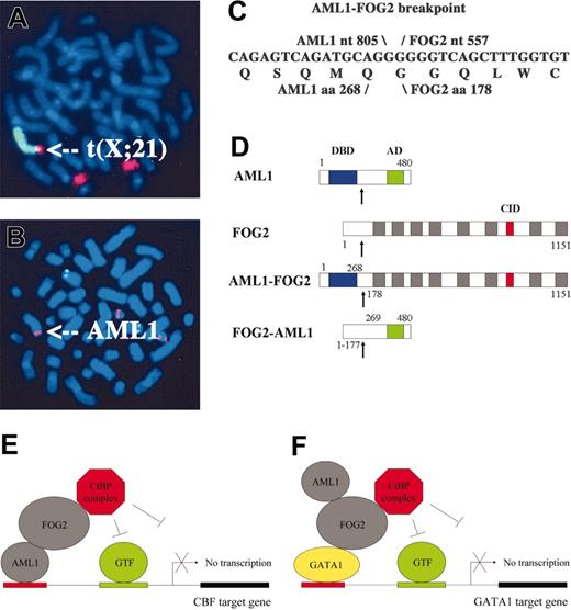 Figure 1. The t(X;21) fuses AML1 to FOG2. (A) FISH with paints for chromosomes X (green) and 21 (red) confirms t(X;21). (B) FISH with the AML1 probe (red) hybridizes not only to both copies of chromosome 21 but also aberrantly to a third chromosome (indicated by arrow). (C) AML1-FOG2 fuses AML1 nt 805 to FOG2 nt 557 and encodes a chimeric protein composed of AML1 aa 1-268 fused to FOG2 aa 178-1151. (D) Structures for the chimeric fusion proteins are shown relative to those for AML1 and FOG2. AML1-FOG2 retains the DNA-binding domain (DBD; blue boxes) of AML1 plus the 8 zinc finger domains (▦) and CtBP interaction domain (CID; red boxes) of FOG2, whereas FOG2-AML1 retains the activation domain (AD; green boxes) of AML1. The fusion breakpoints are indicated by arrows. (E) Model for transcriptional repression of CBF target genes in which AML1-FOG2 binds the promoter via the DBD from AML1 but aberrantly recruits the CtBP corepressor complex (GTF, general transcription factors). (F) Model for transcriptional repression of GATA1 target genes in which AML1-FOG2 binds the promoter via interaction with GATA1 but aberrantly recruits the CtBP corepressor complex.