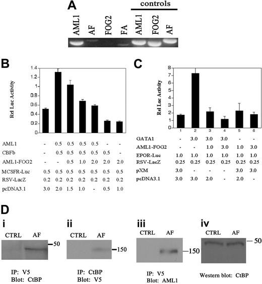 Figure 2. AML1-FOG2 functions as a transcriptional repressor and recruits CtBP. (A) The reciprocal transcripts AML1-FOG2 (AF) and FOG2-AML1 (FA) can be detected in the bone marrow by RT-PCR. The AML1 transcript is also detected, whereas the FOG2 transcript is not detected. Control PCR reactions were performed in parallel using identical primer pairs and 50 ng plasmid DNA as template. (B) AML1-FOG2 represses the transcriptional activity of CBF. For each transfection, the graph depicts the mean and standard deviation for 6 independent replicates. The amount of each plasmid transfected is indicated in micrograms. CBFb refers to CBFβ. (C) AML1-FOG2 represses the transcriptional activity of GATA1. For each transfection, the graph depicts the mean and standard deviation for 3 independent replicates. The amount of each plasmid transfected is indicated in micrograms. (D) AML1-FOG2 and CtBP associate in a protein complex. 293 cells were transfected with either pCDNA3.1/V5-HisB (CTRL) or V5-epitope tagged AML1-FOG2 (AF). Molecular weights of markers are indicated in kilodaltons. (i) Immunoprecipitation of AML1-FOG2 with anti–V5 antibody specifically recovers CtBP. (ii) Immunoprecipitation of CtBP with anti–CtBP antibody specifically recovers AML1-FOG2. (iii) Control immunoprecipitation with anti-V5 shows that AML1-FOG2 is expressed after transfection and can be detected with anti–AML1 antibody. (iv) Control blot with anti–CtBP antibody shows equal amounts of endogenous CtBP in the protein lysates used for immunoprecipitation experiments.