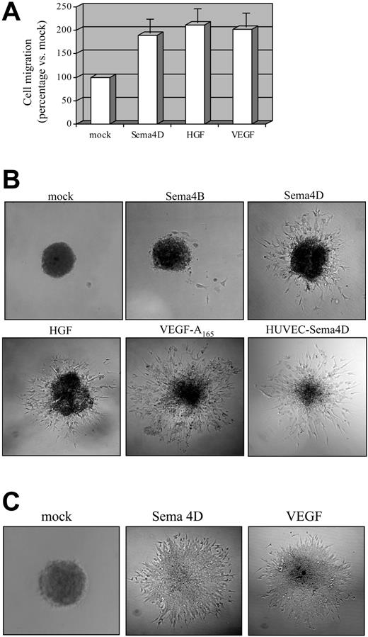 Figure 1. Soluble Sema4D shows proangiogenic activity on ECs. (A) Mitogenic ability of Sema4D on HUVECs was evaluated in Transwell assay. Cells that underwent migration in response to the different chemoattractants were stained and solubilized, and the absorbance was calculated (see “Materials and methods”). The obtained values for stimulation with mock were normalized to 100, and migration in response to different factors was calculated as a percentage increase with respect to the mock. VEGF-A165 (4 nM) and HGF (4 nM) were used as positive controls. Data represent the mean of at least 6 independent experiments. As shown, Sema4D (6 nM) is endowed with mitogenic activity on HUVECs, comparable to those of VEGF and HGF. Data are shown as mean ± SD. (B) To evaluate the in vitro angiogenic activity, spheroids of ECs were grown in a collagen matrix in the absence or in the presence of angiogenic molecules. HUVECs-Sema4D are HUVECs infected with a lentivirus containing the Sema4D full-length cDNA. Infected cells overexpressed Sema4D full length, as observed in Western blot analysis (not shown). As shown, soluble Sema4D (3.5 nM) and the positive controls HGF (4 nM) and VEGF-A165 (2 nM) elicited strong morphogenetic responses. Moreover, HUVECs expressing Sema4D full-length underwent spontaneous sprouting, without requiring any other stimulating factors. Images were captured with a 10×/0.40 NA air objective lens. (C) Spheroid assay on microendothelial cells grown as in panel B, in the presence of the indicated growth factors. These cells show an angiogenic response in the presence of Sema4D. Images were captured with a 20×/0.70 NA air objective lens.