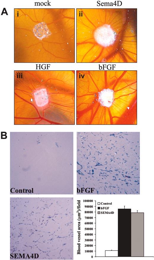 Figure 3. Sema4D displays angiogenic activity in vivo. (A) CAM assays were performed to test the angiogenic effect of Sema4D. Mock (i), Sema4D (1.2 pmol/sponge; ii), HGF (1.8 pmol/sponge; iii), or bFGF (30 pmol/sponge; iv) were loaded on sponges and implanted into 8-day-old chicken embryos. Seventy-two hours after factor soaking, the angiogenic activity of the different factors was evaluated. Numerous newly formed capillaries, growing straight toward the angiogenic source, were observed in the presence of Sema4D. In size and number, they were comparable to those observed in the presence of HGF and bFGF. (B) Matrigel plug assay in mice. Subcutaneously injected Matrigel plugs containing either PBS (Control), bFGF, or Sema4D were isolated after 7 days and analyzed histologically. When compared with control, bFGF and Sema4D elicited strong angiogenic invasion of Matrigel plugs. Images were captured with a 10×/0.40 air objective lens. Mean ± SD blood vessel area (square micrometers) per observed field is shown in the graph.