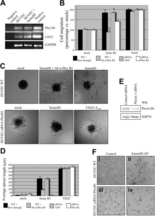 Figure 5. Plexin B1 is the endothelial receptor required for Sema4D-angiogenic activity. (A) mRNAs obtained from untreated and Sema4D-treated HUVECs were retrotranscribed and amplified with Plexin B1 or CD72-specific primers (as described in “Materials and methods”). cDNA obtained from lymphocytes of a patient with chronic lymphocytic leukemia was used as positive control for CD72; MDA-MB-435 cells expressing Plexin B1 were used as positive control for Plexin B1. As shown, Plexin B1 (top blot) and CD72 (middle blot) are expressed in HUVECs, and Sema4D stimulation did not significantly up-regulate their expression. (B) Migration assay of wild-type HUVECs and HUVECs transfected with Plexin B1–specific siRNA. As shown, an impairment of cell migration in response to Sema4D was observed in wild-type cells in the presence of inhibitory α-Plexin B1 antibodies and in cells displaying decreased expression of Plexin B1 because of siRNA expression. The negative controls varied by experimental condition: in the experiments with inhibitory α-Plexin B1 antibodies, as a control, wild-type (WT) cells were treated with flow-through; in the experiments with Plexin B1–specific siRNAs, control cells were transfected with GFP-specific siRNA. Neither the antibody treatment nor the expression of siRNA affected HUVEC response to VEGF-A165. Data are shown as mean ± SD. (C) Sprouting assay performed in the same conditions described in panel B. A reduction of Sema4D-induced sprouting was observed in the presence of inhibitory α-Plexin B1 antibodies and in cells expressing Plexin B1 siRNAs. In addition, in this assay, response to VEGF-A165 was not affected. (D) Quantification of the sprouting assay shown in panel C. Data are shown as mean ± SD. (E) Western blot analysis of HUVECs transfected with Plexin B1–specific siRNAs. The reduction of Plexin B1 has been quantified at approximately 70%. HSP70 indicates heat shock protein 70. (F) Binding assay. HUVECs transfected with siRNAs specific for Plexin B1 displayed a strong impairment in Sema4D-AP binding ability (iv), compared with wild-type HUVECs (ii). The AP enzyme alone was used as negative control (i,iii). Images were captured with a 10×/0.40 air objective lens.