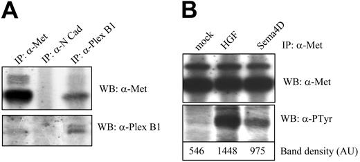 Figure 6. Sema4D stimulation induces Met tyrosine phosphorylation in HUVECs. (A) HUVEC lysates were immunoprecipitated using the indicated antibodies, and Western blot was probed with Met-specific antibodies (top blot) or Plexin B1 antibodies (bottom blot). As shown, Met and Plexin B1 coprecipitated, whereas an unrelated protein, such as N-cadherin, did not show association with Met. (B) HUVECs were stimulated for 15 minutes with HGF or Sema4D, and cellular extracts were immunoprecipitated with α-Met antibodies. Probing of the blot with antiphosphotyrosine antibodies showed that Sema4D treatment triggered Met tyrosine phosphorylation (top blot). The control of the amount of the immunoprecipitated protein is shown in the intermediate panel. Quantification of tyrosine phosphorylation is shown in the bottom blot.