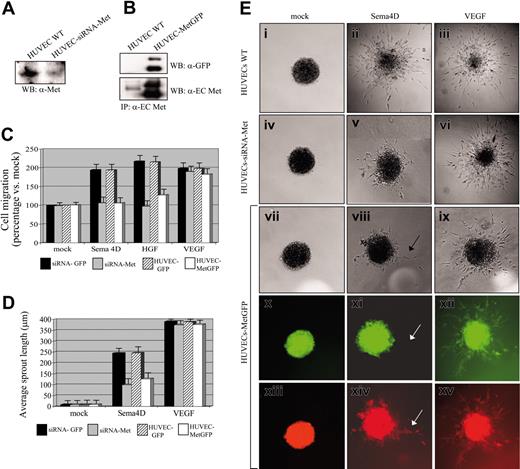Figure 7. Met is required for Sema4D-induced angiogenic activity. (A) HUVECs were transfected with siRNAs specific for Met, and the level of the Met protein present in total cellular extracts was evaluated. The figure shows a reduction of Met expression in transfected cells. (B) HUVECs were infected with lentiviruses encoding a MetGFP chimera, previously shown to act in a dominant-negative manner. Cell extracts were immunoprecipitated with antibodies directed against the extracellular portion of Met (α-extracellular Met), and Western blot was probed with either α-GFP (top blot) or α-extracellular Met (bottom blot) antibodies. The figure shows that MetGFP is expressed in infected cells at a level higher than endogenous Met. (C) Migration assay of control HUVECs, HUVECs transfected with Met-specific siRNAs, and HUVECs expressing the dominant-negative MetGFP. Controls varied according to experimental conditions: HUVECs transfected with siRNAs against GFP were used in the experiments performed on cells treated with Met-specific siRNAs; HUVECs infected with a lentivirus containing the GFP sequence were used in experiments performed with HUVECs-MetGFP. As shown, an impairment of cell migration in response to Sema4D was observed in cells displaying a decreased expression of Met because of siRNA treatment and in cells expressing MetGFP. No reduction of mitogenic ability was observed in these cells in response to VEGF-A165. (D) Quantification of the sprouting assay shown in panel E. Data in panels C and D indicate means ± SD. (E) A reduction of Sema4D-induced sprouting was observed in cells displaying decreased expression of Met because of siRNA treatment and in cells expressing MetGFP. Spheroids of cells expressing MetGFP were observed under ultraviolet light: sprouts formed by cells in response to VEGF-A165 appeared green (xii), indicating that the expression of MetGFP did not interfere with the response to VEGF-A165. The few sprouts observed in response to Sema4D were not fluorescent (x, white arrow) and were thus thought to have originated from cells that did not express the dominant-negative MetGFP. Spheroids were also stained with a vital red-emitting fluorochrome to allow detection of all sprouts (xiii-xv). Images were captured with a 20×/0.70 air objective lens.
