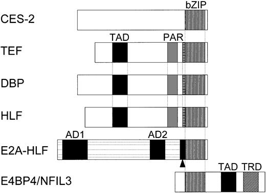 Figure 1. Schematic representation of the CES-2, TEF, DBP, HLF, E2A-HLF, and E4BP4/NFIL3 proteins. The CES-2 protein in C elegans contains a basic region/leucine zipper (bZIP) domain in the carboxyl-terminal region and acts as a transrepressor. TEF, DBP, and HLF contain a proline- and acidic amino acid–rich (PAR) domain as well as a bZIP domain in the carboxyl-terminal region, which shows high level of sequence identity to that of CES-2. TEF, DBP, and HLF each also contain a trans-activation domain (TAD) and can act as transcriptional activators. The E2A-HLF fusion protein, which is expressed in t(17;19)–positive leukemia cells, retains the 2 transactivation domains in the amino terminal of E2A (AD1 and AD2) but not its basic region/helix-loop-helix domain, which is replaced by the bZIP domain of HLF. E2A-HLF has a joining region (▪ with arrowhead) generated at the breakpoint but not the basic region extension (BRE; indicated with ▤) nor the PAR domain of HLF, which contribute to sequence-specific DNA binding. E4BP4/NFIL3 contains a bZIP domain in its amino-terminal region and has nearly identical DNA-binding specificity as that of CES-2, TEF, DBP, HLF, and E2A-HLF. E4BP4 acts as either a transactivator or transrepressor depending on complexes formed by its TAD or transrepression domain (TRD) in its carboxyl-terminal region.