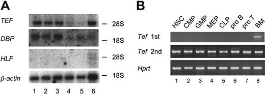 Figure 2. Expression of TEF during hematopoiesis. (A) Northern blot analysis of human hematolymphoid tissues. The blot was hybridized with human TEF, DBP, HLF, and β-actin cDNA probes. Lane 1, spleen; lane 2, lymph node; lane 3, thymus; lane 4, peripheral blood leukocyte; lane 5, bone marrow (BM); and lane 6, fetal liver. The mobility of 285 and 185 rRNA was indicated. (B) Patterns of Tef expression in murine myeloid and lymphoid progenitors in different stages of development. cDNA was synthesized from total RNA extracted from 5000 cells of each hematopoietic progenitor subset that had been sorted from bone marrows by FACS (lanes 1-7) as well as unpurified bone marrow mononuclear cells (lane 8). The cDNA was subjected to PCR with primers specific for the murine Tef (top panel) and Hprt (bottom panel) genes. The PCR product of amplification of Tef was subjected to nested PCR (middle panel). HSC indicates hematopoietic stem cells; CMP, common myeloid progenitor; GMP, granulocyte-monocyte progenitor; MEP, megakaryocyte-erythrocyte progenitor; and CLP, common lymphoid progenitor.