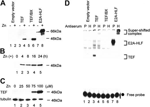 Figure 3. Establishment of FL5.12 cells conditionally expressing TEF, TEF/BX, or E2A-HLF. (A) Immunoblot analysis of FL5.12 cells using HLF(C) antiserum. Representative pools of FL5.12 cells transfected with the empty vector (lanes 1-2), pMT-TEF (lanes 3-4), pMT-TEF/BX (lanes 5-6), or pMT–E2A-HLF (lanes 7-8) were cultured in the presence (even lanes) or absence (odd lanes) of 100 μM ZnSO4 for 16 hours. (B) Time course analysis of TEF expression in pMT-TEF–transfected FL5.12 cells. FL5.12 cells transfected with pMT-TEF were cultured in IL-3–containing medium in the presence of 100 μM Zn for the indicated periods of time and subjected to immunoblot analysis using the HLF(C) antiserum. (C) TEF protein expression in pMT-TEF–transfected FL5.12 cells cultured in the presence of different concentrations of Zn. FL5.12 cells transfected with pMT-TEF were cultured in the presence of Zn at the indicated concentrations for 16 hours and subjected to immunoblot analysis using the HLF(C) antiserum. The expression of tubulin was also analyzed as control. (D) Antibody-perturbed electrophoretic mobility shift analysis (EMSA) with the HLF-CS probe. FL5.12 cells transfected with the empty vector (lanes 1-2), pMT-TEF (lanes 3-4), pMT-TEF/BX (lanes 5-6), or pMT–E2A-HLF (lanes 7-8) were cultured with 100μM of Zn for 16 hours. Nuclear extracts from these cells were incubated with either preimmune (P; odd lanes) or anti-HLF(C) (H; even lanes) antiserum. Brackets show the mobility of DNA-protein complexes containing the indicated proteins and the • indicates unbound, labeled oligonucleotide probes.