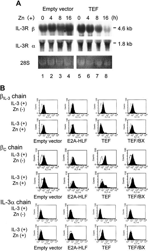 Figure 6. Northern blot analysis and flow cytometric analysis of FL5.12 cells. (A) Northern blot analysis for the IL-3 receptor. Total RNA was extracted from FL5.12 cells that had been transfected with the empty vector (lanes 1-4) or pMT-TEF (lanes 5-8) and cultured in the presence of IL-3 with Zn for the indicated periods of time. The blot was hybridized with mouse cDNA probes specific for IL-3 receptor β chains and α chain. The 28S rRNA visualized with ethidium bromide staining is shown in the bottom panel. (B) Flow cytometric analysis for surface expression of the IL-3 receptor. FL5.12 cells transfected with the empty vector, pMT–E2A-HLF, pMT-TEF, or pMT-TEF/BX were cultured in IL-3–containing medium in the presence or absence of Zn for 24 hours. Cells were analyzed with the specific antibodies for mouse βIL3, βC, or α chains. Dotted or solid lines indicate the histograms of control staining, and filled curves indicate those of specific antibodies.
