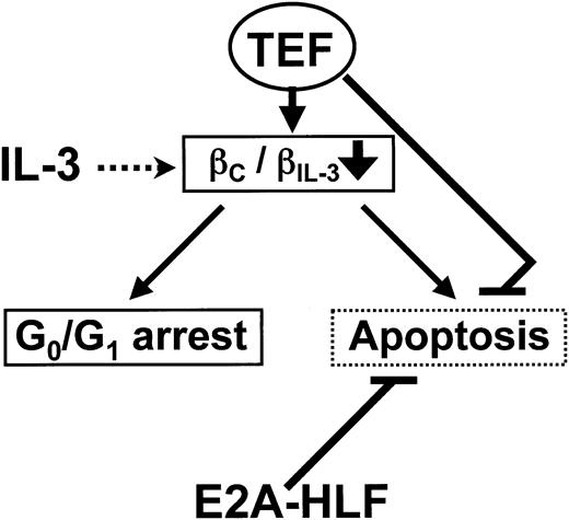 Figure 7. Hypothetical roles of TEF and E2A-HLF. TEF down-regulates the expression of the common β (βC) chain and inactivates IL-3 signaling pathways, which are critical for both cell proliferation and cell survival. In addition, TEF promotes cell survival in the absence of survival signalings downstream of IL-3. Consequently, cells in the G0/G1 phase accumulated without undergoing apoptosis. In contrast, E2A-HLF blocks apoptosis without regulating the expression of cytokine receptors.