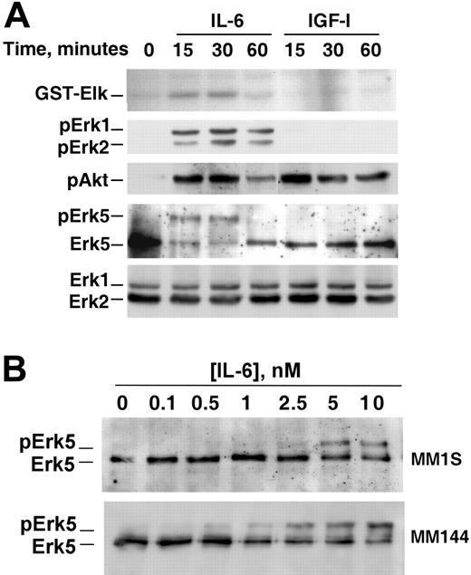 Figure 3. Time course and dose response of IL-6–induced Erk5 activation in myeloma cells. (A) Time course of the effect of IL-6 and IGF-1 on Erk1/2 activation and phosphorylation and Erk5 and Akt phosphorylation. MM1S cells were treated for the indicated times with the growth factors and cell extracts used for analyses of Erk1/2 activity using GST-Elk, Erk1/2, pErk1/2, or pAkt in Western blots of cell extracts. Erk5 was detected by Western blotting of anti-Erk5 immunoprecipitates. The panels show the results of an experiment that was repeated twice. (B) Dose effect of IL-6 on Erk5 phosphorylation. IL-6 was added for 15 minutes, and Erk5 was analyzed as in panel A.